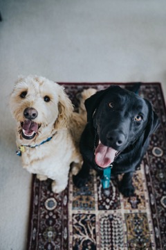 Black and blonde labrador-sized dogs sitting facing the camera