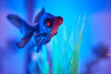 Image of fish swimming near underwater flora under blue and red light